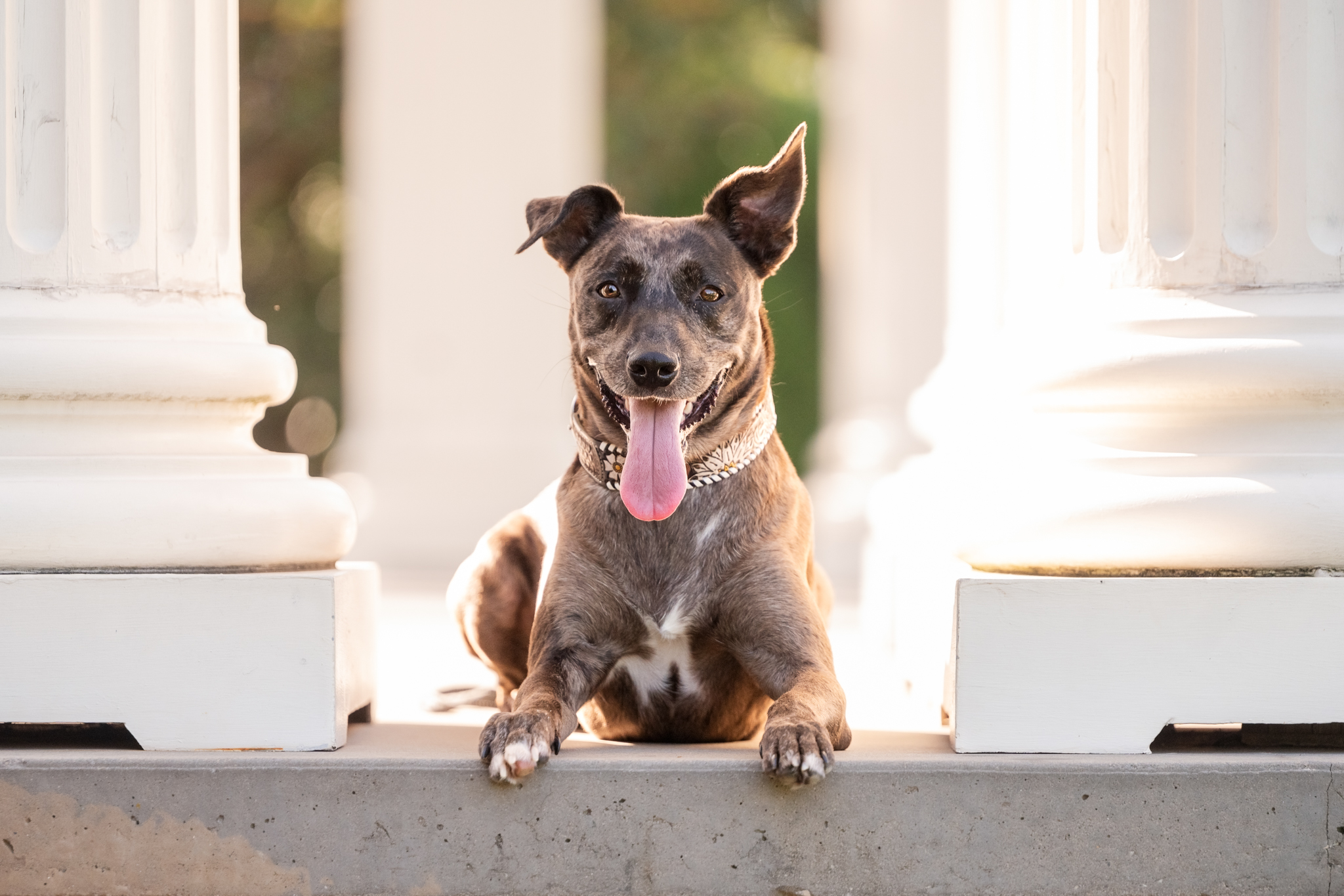 web-103-2024-humane-society-morgan-county-calendar-madison-georgia-dog-photography-240811 Smiles all around for fundraising for Madison, Georgia's Humane Society of Morgan County.